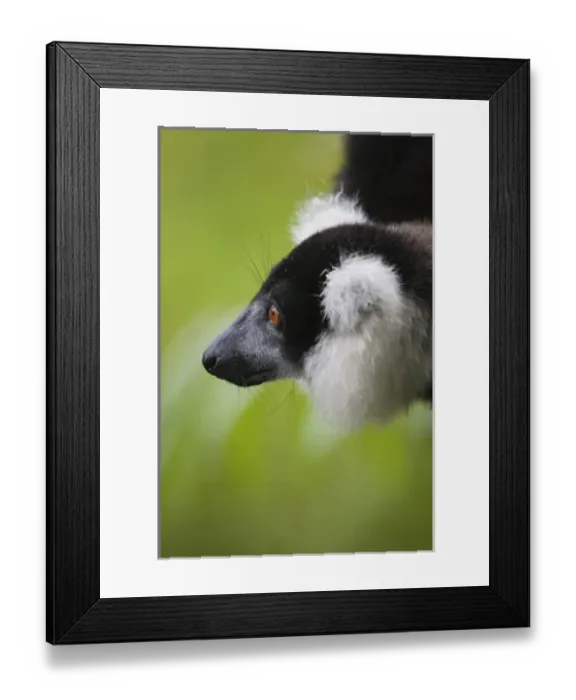 Framed Print : Black and white ruffed lemur (Varecia variegata) in the forest, Perinet Reserve, Toamasina