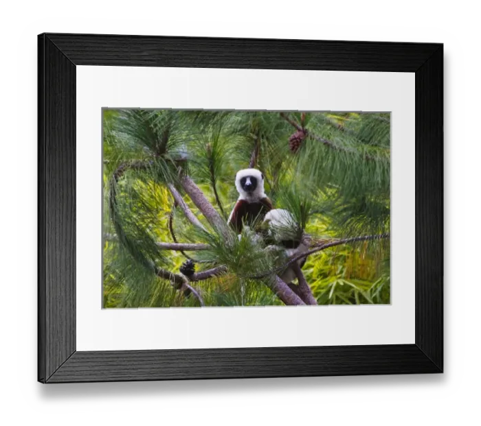 Framed Print : Coquerels Sifaka (Propithecus coquereli) in the forest, Perinet Reserve, Toamasina Framed Print : Coquerels Sifaka (Propithecus coquereli) in the forest, Perinet Reserve, Toamasina