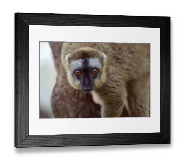 Framed Print : Brown lemur (Eulemur fulvus) in the forest, Perinet Reserve, Toamasina, Madagascar