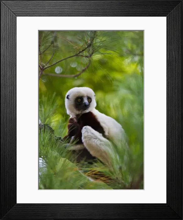 Framed Print : Coquerels Sifaka (Propithecus coquereli) in the forest, Perinet Reserve, Toamasina