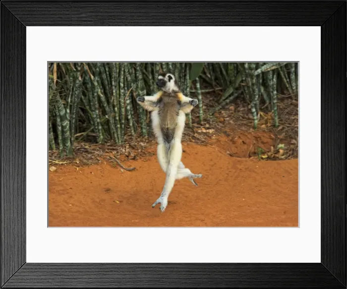 Framed Print : Verreauxs sifaka hopping, Propithecus verreauxi, Berenty Reserve, Madagascar