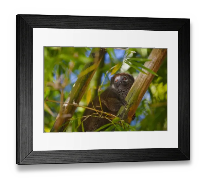 Framed Print : Bamboo lemur in the bamboo forest, Madagascar Framed Print : Bamboo lemur in the bamboo forest, Madagascar