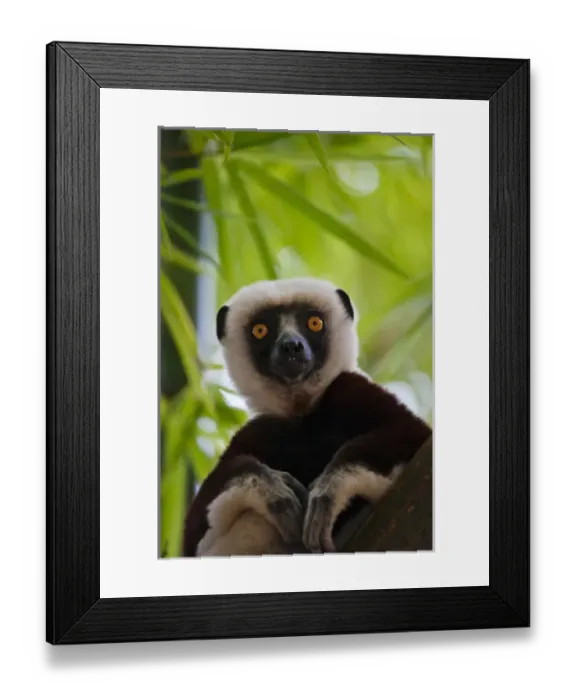 Framed Print : Coquerels Sifaka (Propithecus coquereli) in the bamboo forest, Perinet Reserve