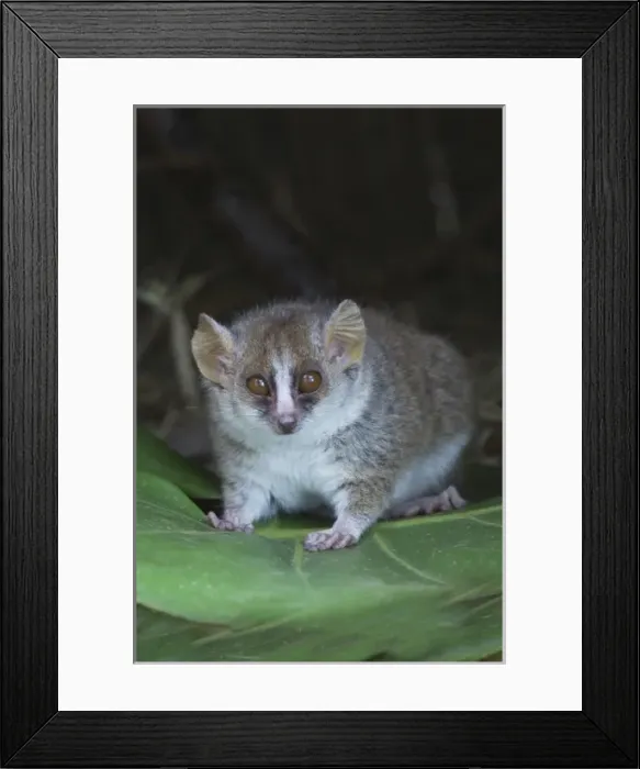 Framed Print : Russet mouse lemur (Microcebus rufus), Perinet Reserve, Toamasina, Madagascar Framed Print : Russet mouse lemur (Microcebus rufus), Perinet Reserve, Toamasina, Madagascar