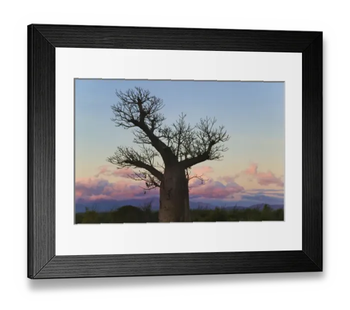 Framed Print : Baobab trees (Adansonia), Berenty, Toliara, Madagascar