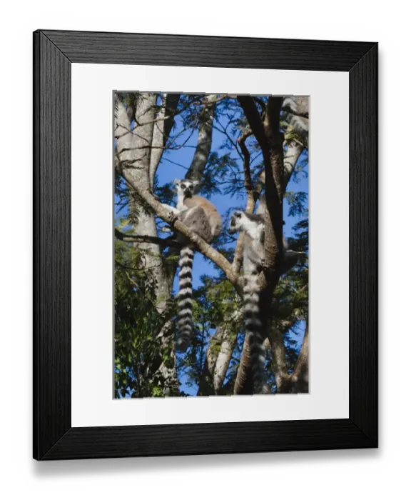 Framed Print : Ring tailed lemur (Lemur catta), Berenty National park, Toliara, Madagascar Framed Print : Ring tailed lemur (Lemur catta), Berenty National park, Toliara, Madagascar