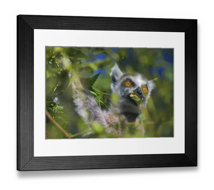 Framed Print : Ring tailed lemur (Lemur catta), Madagascar Framed Print : Ring tailed lemur (Lemur catta), Madagascar