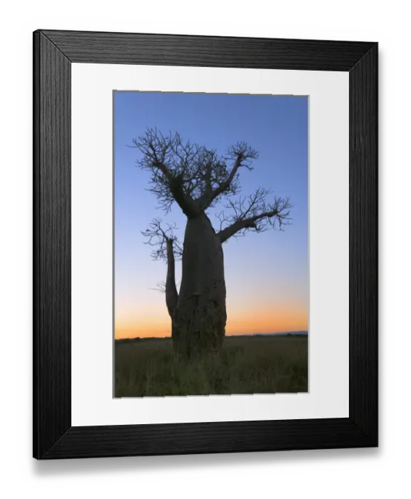 Framed Print : Baobab trees (Adansonia), Berenty, Toliara, Madagascar