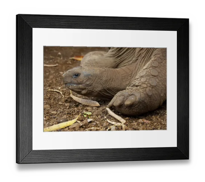 Framed Print : Island of Mauritius. Casela Park, popular wildlife bird and animal park Framed Print : Island of Mauritius. Casela Park, popular wildlife bird and animal park
