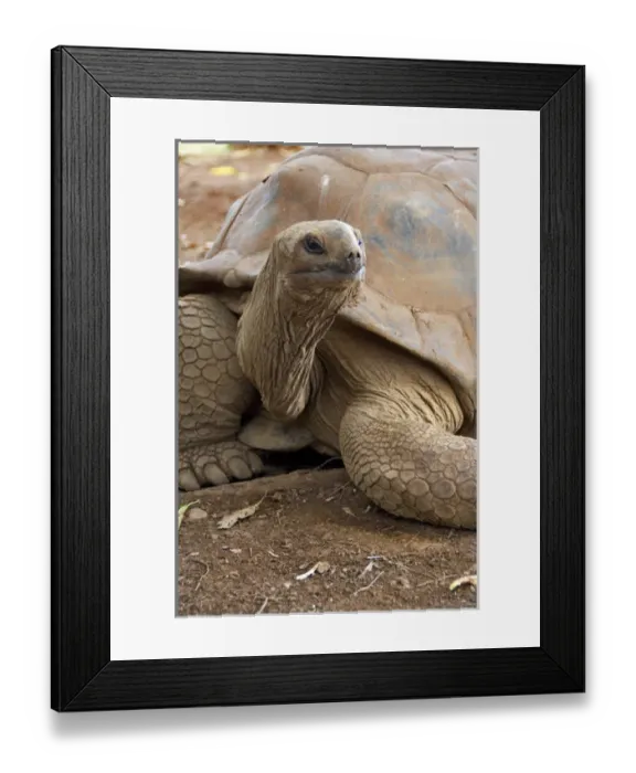 Framed Print : Island of Mauritius. Casela Park, popular wildlife bird and animal park