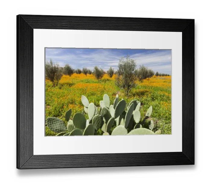 Framed Print : Morocco, Marrakech. Springtime landscape of flowers, olive trees and giant prickly