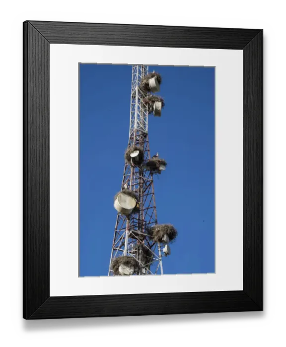 Framed Print : Africa, Morocco. Stork nests on communication tower Framed Print : Africa, Morocco. Stork nests on communication tower