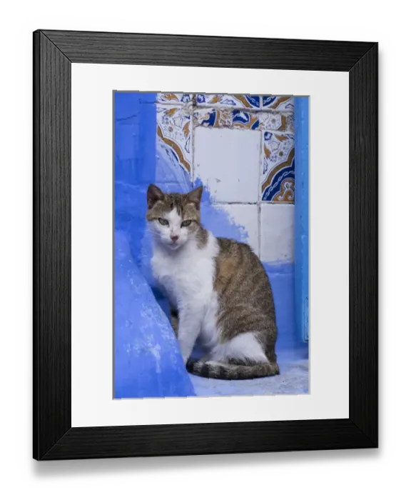 Framed Print : Africa, Morocco, Chefchaouen. A village cat sits against blue walls and tiles Framed Print : Africa, Morocco, Chefchaouen. A village cat sits against blue walls and tiles