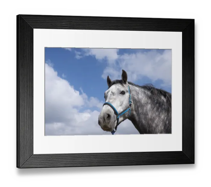 Framed Print : Africa, Morocco. Barbes-Arabic Horse, descendant of the original horses in Morocco Framed Print : Africa, Morocco. Barbes-Arabic Horse, descendant of the original horses in Morocco