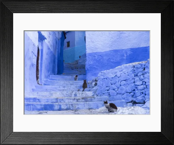 Framed Print : Africa, Morocco, Chefchaouen. Cats sit along the winding steps of an alley Framed Print : Africa, Morocco, Chefchaouen. Cats sit along the winding steps of an alley