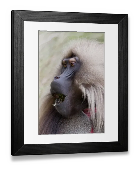 Framed Print : Gelada, Gelada Baboon (Theropithecus gelada), Ethiopia Framed Print : Gelada, Gelada Baboon (Theropithecus gelada), Ethiopia