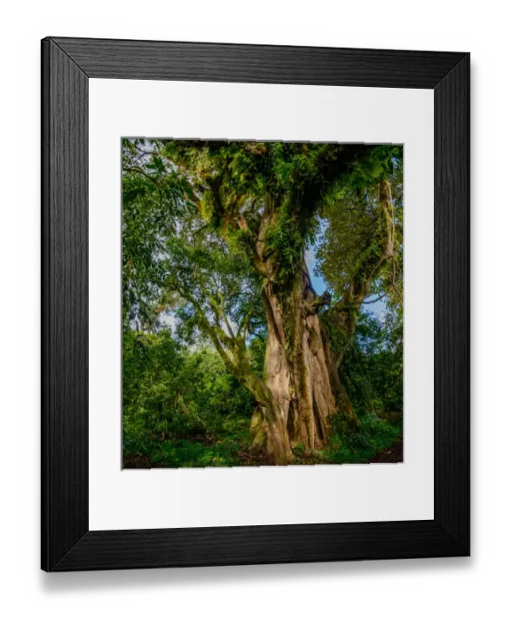 Framed Print : Shefleria sp. Bale Mountains National Park. Ethiopia