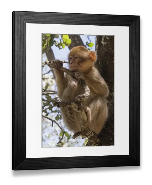 Framed Print : Africa, Morocco. A young Barbary Ape, or Macaque, in the High Atlas Mountains