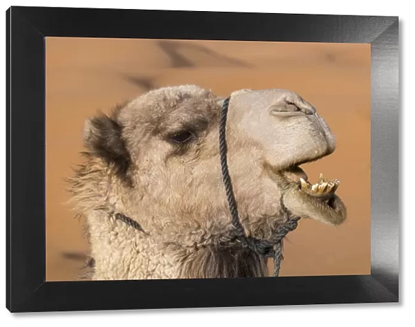 Africa, Morocco. An upclose look at a desert camel chewing, Sahara desert