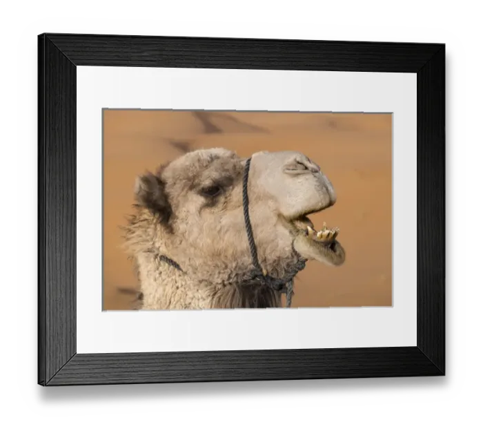 Framed Print : Africa, Morocco. An upclose look at a desert camel chewing, Sahara desert