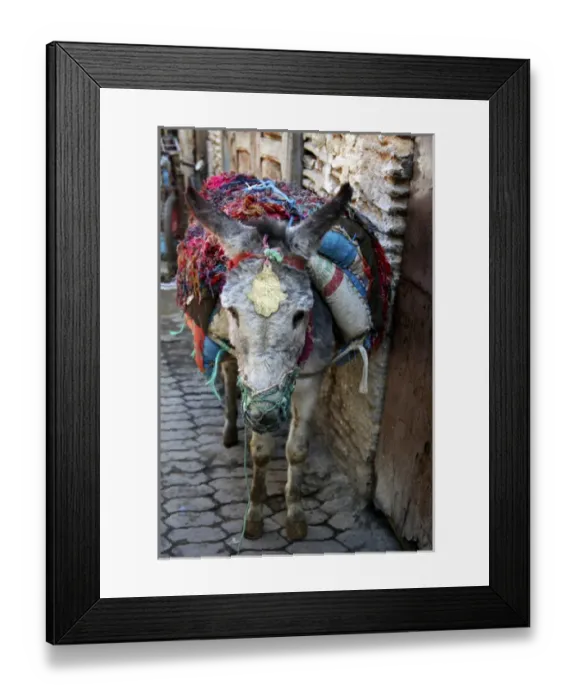 Framed Print : Africa, Morocco, Fes. Donkey of the souks of Fes Framed Print : Africa, Morocco, Fes. Donkey of the souks of Fes