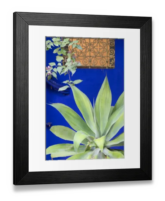 Framed Print : North Africa, Morocco, Marrakech, Jacques Majorelle Botanical Gardens. 12 acres, designed in the 1920s