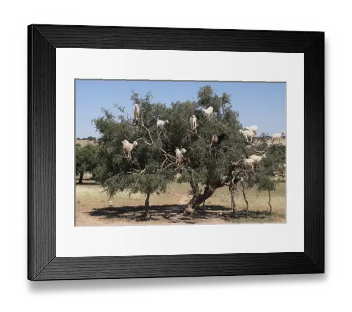 Framed Print : North Africa, Morocco, road to Essaouira, goats climbing in Argan trees Framed Print : North Africa, Morocco, road to Essaouira, goats climbing in Argan trees