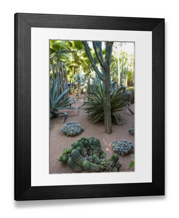 Framed Print : North Africa, Morocco, Marrakech, Jacques Majorelle Botanical Gardens. 12 acres, designed in the 1920s Framed Print : North Africa, Morocco, Marrakech, Jacques Majorelle Botanical Gardens. 12 acres, designed in the 1920s