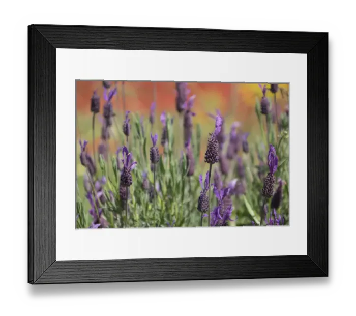 Framed Print : North Africa, Morocco, Taounate, spring flowers bloom. Verbena, Coreopsis, Atlantic Poppy Framed Print : North Africa, Morocco, Taounate, spring flowers bloom. Verbena, Coreopsis, Atlantic Poppy
