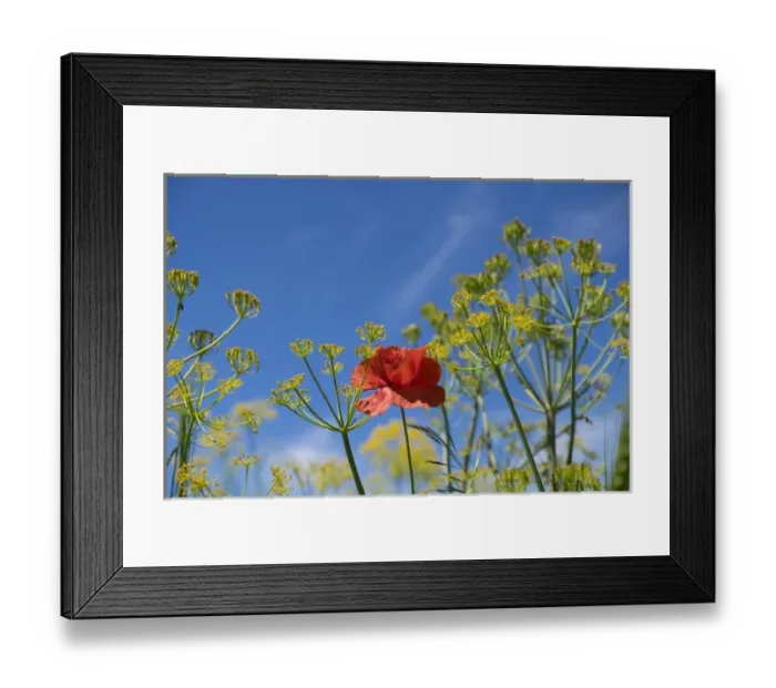 Framed Print : North Africa, Morocco, Taounate, spring flowers bloom. Verbena, Coreopsis, Atlantic Poppy Framed Print : North Africa, Morocco, Taounate, spring flowers bloom. Verbena, Coreopsis, Atlantic Poppy