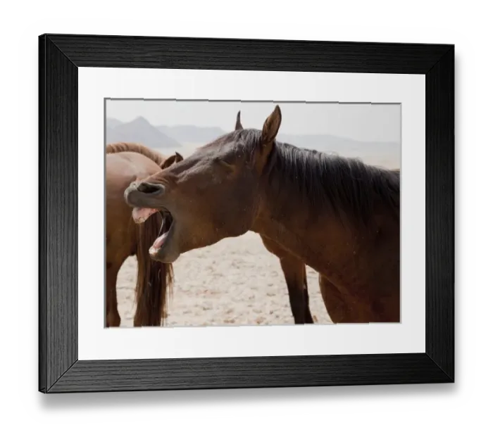 Framed Print : Africa, Namibia, Aus. Portrait of a yawning wild horse on the Namib Desert. Credit as Framed Print : Africa, Namibia, Aus. Portrait of a yawning wild horse on the Namib Desert. Credit as