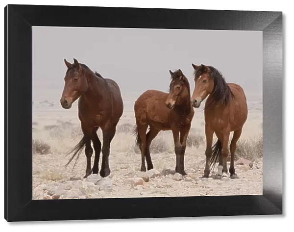 Africa, Namibia, Aus. Three wild horses standing on the Namib Desert