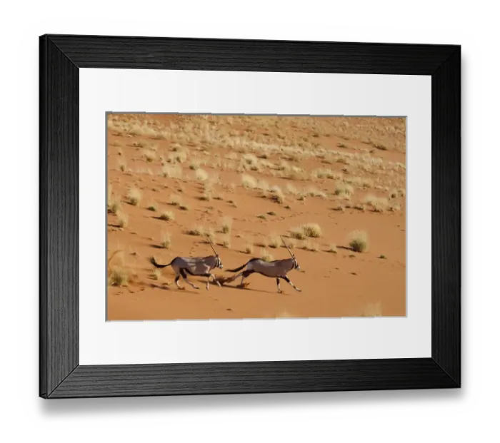 Framed Print : Africa, Namibia, Namib-Naukluft Park, Sossusvlei. Aerial view of frightened running oryx pair Framed Print : Africa, Namibia, Namib-Naukluft Park, Sossusvlei. Aerial view of frightened running oryx pair