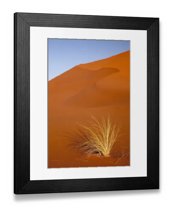 Framed Print : Africa, Namibia, Namib-Naukluft Park, Sossusvlei. Close-up of Bushmans grass Framed Print : Africa, Namibia, Namib-Naukluft Park, Sossusvlei. Close-up of Bushmans grass