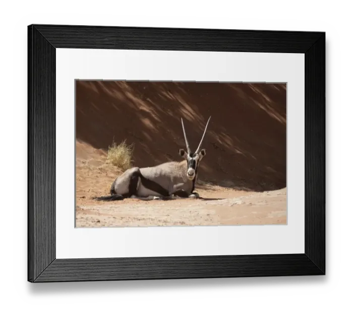 Framed Print : Africa, Namibia, Namib Desert, Sossusvlei, Namib-Naukluft Park. Close-up of resting oryx
