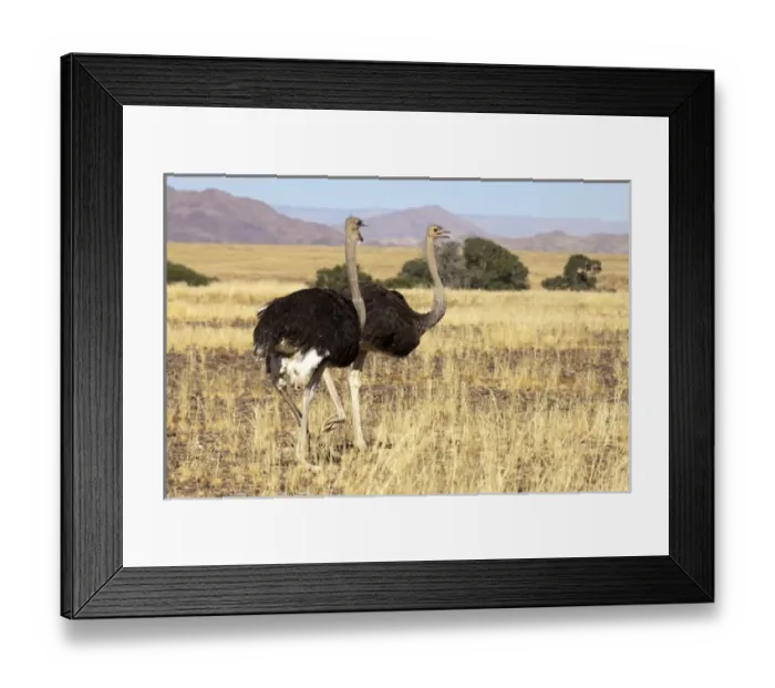 Framed Print : Africa, Namibia, Namib Desert, Sossusvlei, Namib-Naukluft Park. Close-up of an ostrich pair Framed Print : Africa, Namibia, Namib Desert, Sossusvlei, Namib-Naukluft Park. Close-up of an ostrich pair
