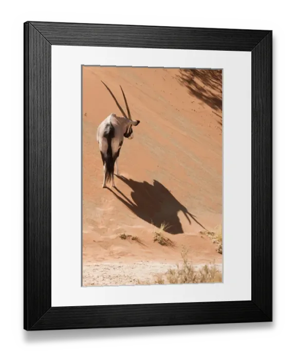 Framed Print : Africa, Namibia, Namib Desert, Sossusvlei, Namib-Naukluft Park. Oryx standing on side of dune Framed Print : Africa, Namibia, Namib Desert, Sossusvlei, Namib-Naukluft Park. Oryx standing on side of dune