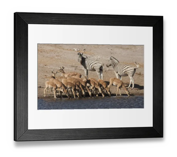 Framed Print : Africa, Namibia, Etosha National Park. Zebras and black-faced impalas at a waterhole Framed Print : Africa, Namibia, Etosha National Park. Zebras and black-faced impalas at a waterhole