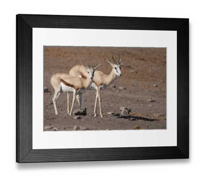Framed Print : Africa, Namibia, Etosha National Park. Pair of springboks