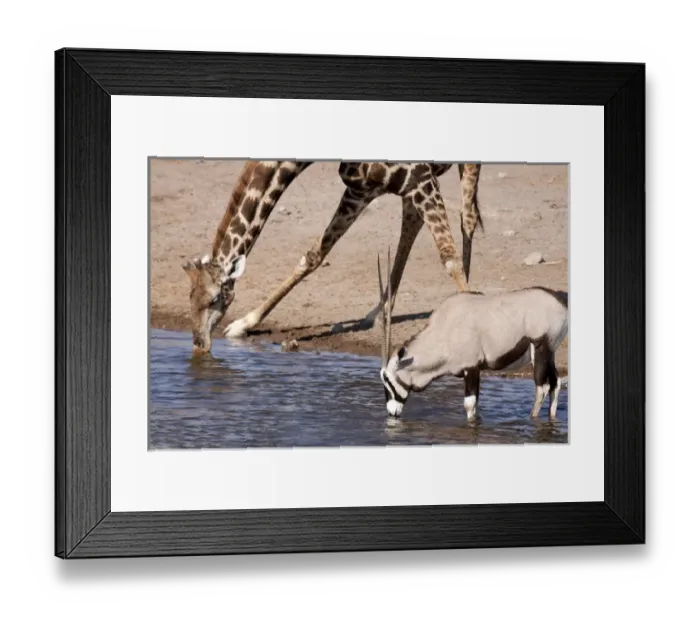Framed Print : Africa, Namibia, Etosha National Park. Giraffe and oryx drinking at waterhole. Credit as Framed Print : Africa, Namibia, Etosha National Park. Giraffe and oryx drinking at waterhole. Credit as