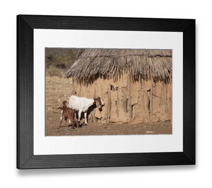 Framed Print : Africa, Namibia, Opuwo. A pair of goats and a traditional Himba mud hut. Credit as Framed Print : Africa, Namibia, Opuwo. A pair of goats and a traditional Himba mud hut. Credit as