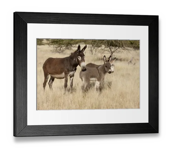 Framed Print : Africa, Namibia, Torras Conservancy. Adult and young donkeys in dry grass. Credit as Framed Print : Africa, Namibia, Torras Conservancy. Adult and young donkeys in dry grass. Credit as