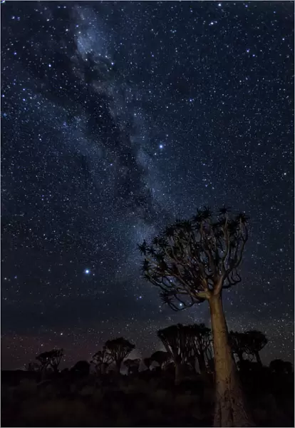 Africa, Namibia. Milky Way and quiver trees at night