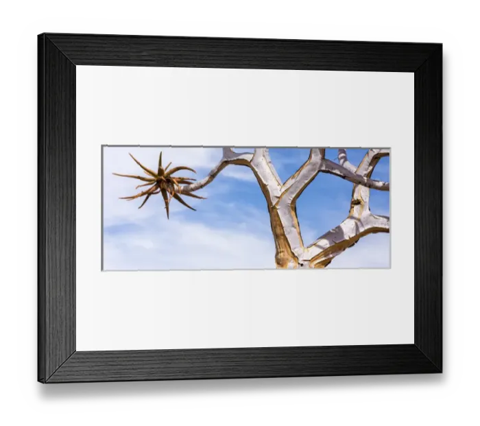 Framed Print : Africa, Namibia. Close-up of quiver tree