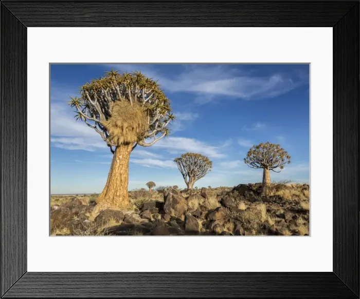 Framed Print : Africa, Namibia. Quiver trees and boulders