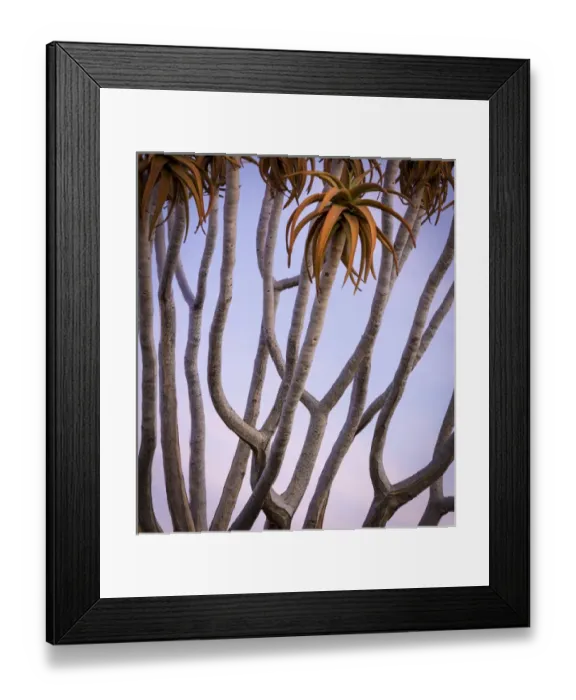 Framed Print : Africa, Namibia. Close-up of quiver tree Framed Print : Africa, Namibia. Close-up of quiver tree