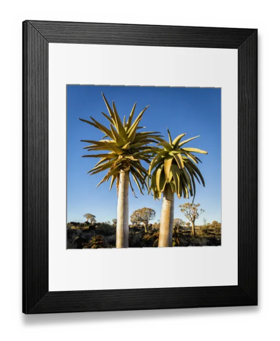 Framed Print : Africa, Namibia. Close-up of two quiver trees Framed Print : Africa, Namibia. Close-up of two quiver trees