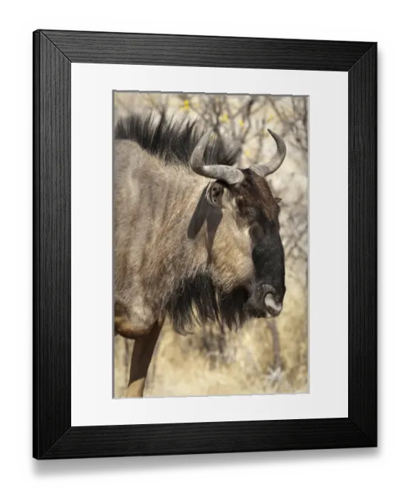 Framed Print : Africa, Namibia, Etosha National Park. Side close-up of wildebeest face. Credit as Framed Print : Africa, Namibia, Etosha National Park. Side close-up of wildebeest face. Credit as