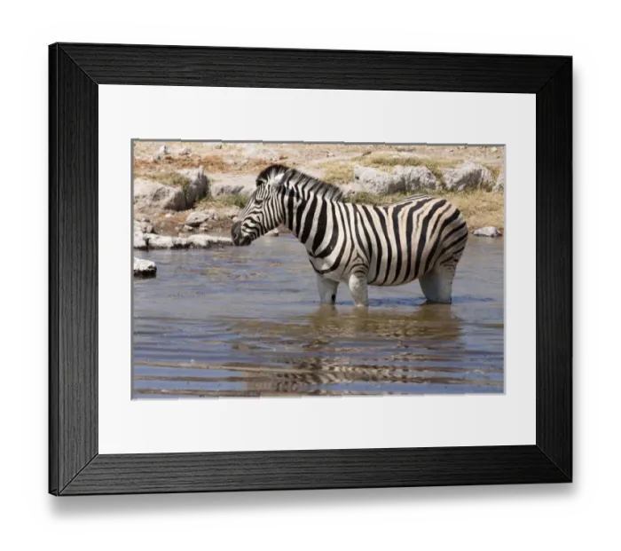 Framed Print : Africa, Namibia, Etosha National Park. Zebra standing in a waterhole