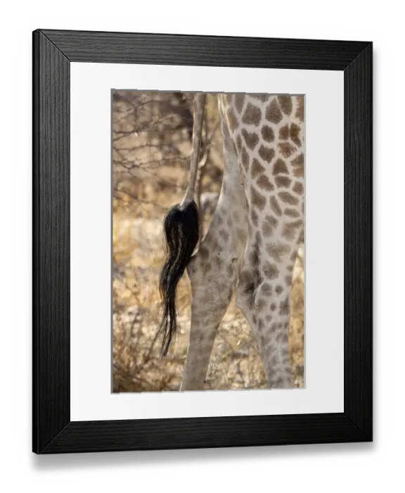 Framed Print : Africa, Namibia, Etosha National Park. Close-up of giraffes tail and hind legs Framed Print : Africa, Namibia, Etosha National Park. Close-up of giraffes tail and hind legs